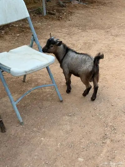 الماعز القزم تيس index