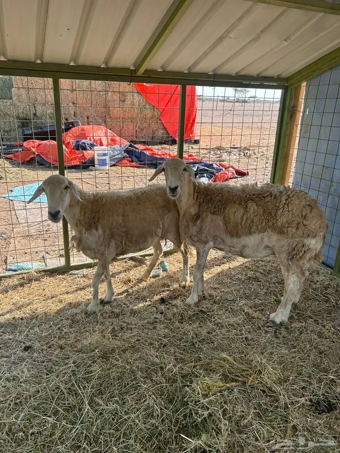 نعاج حيل وفحل مشروط 3