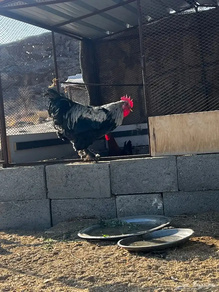 دجاج براهما شرط من الامراض وا الفيروسات 0