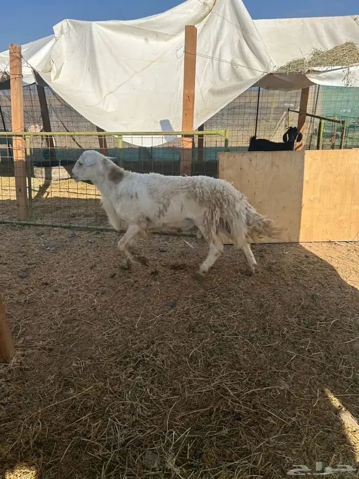 نعاج حيل وفحل مشروط 2