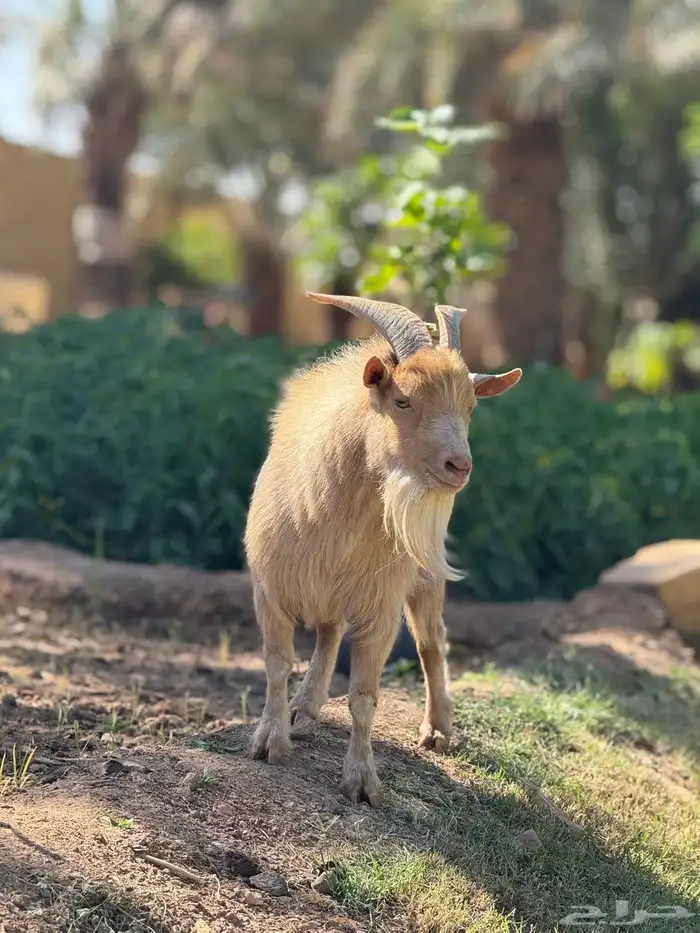 تيس ماعز قزم منتج 2