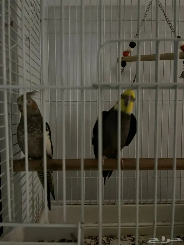 جوز كروان نورمل 2