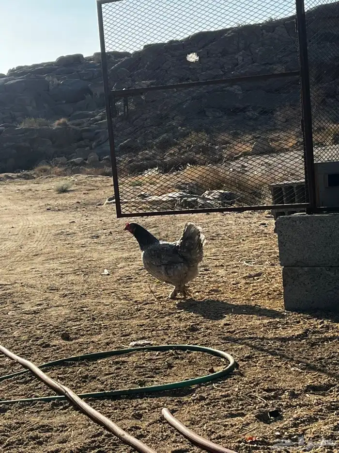 دجاج مرهما خالي من الامراض وا الفيروسات 3