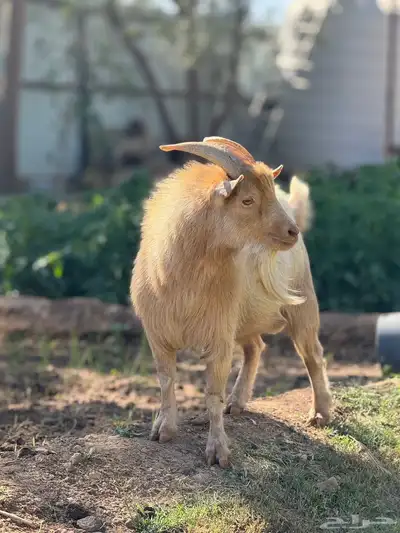 تيس ماعز قزم منتج index