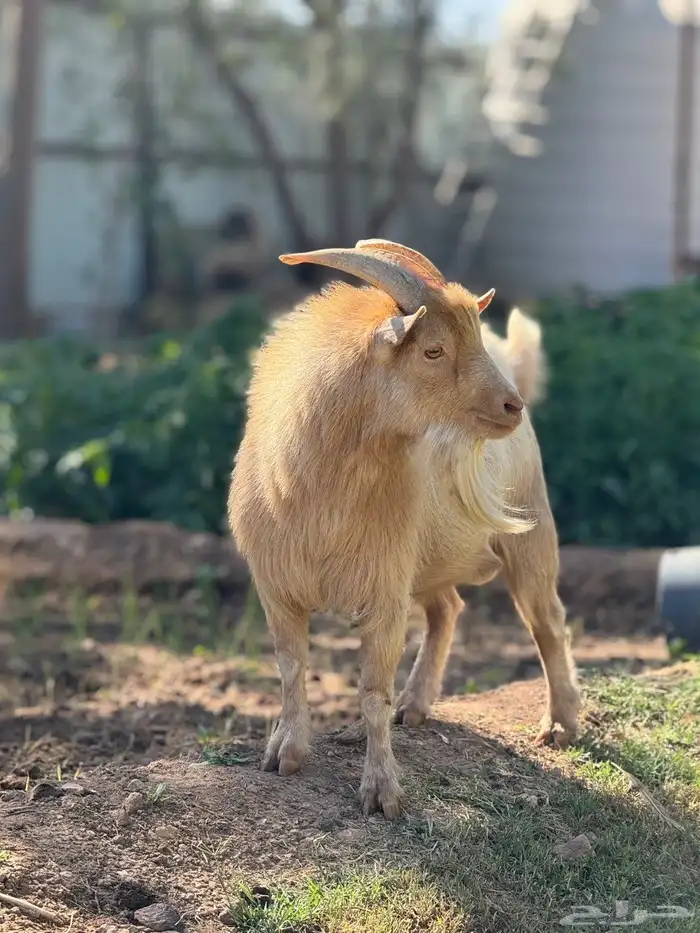 تيس ماعز قزم منتج 4