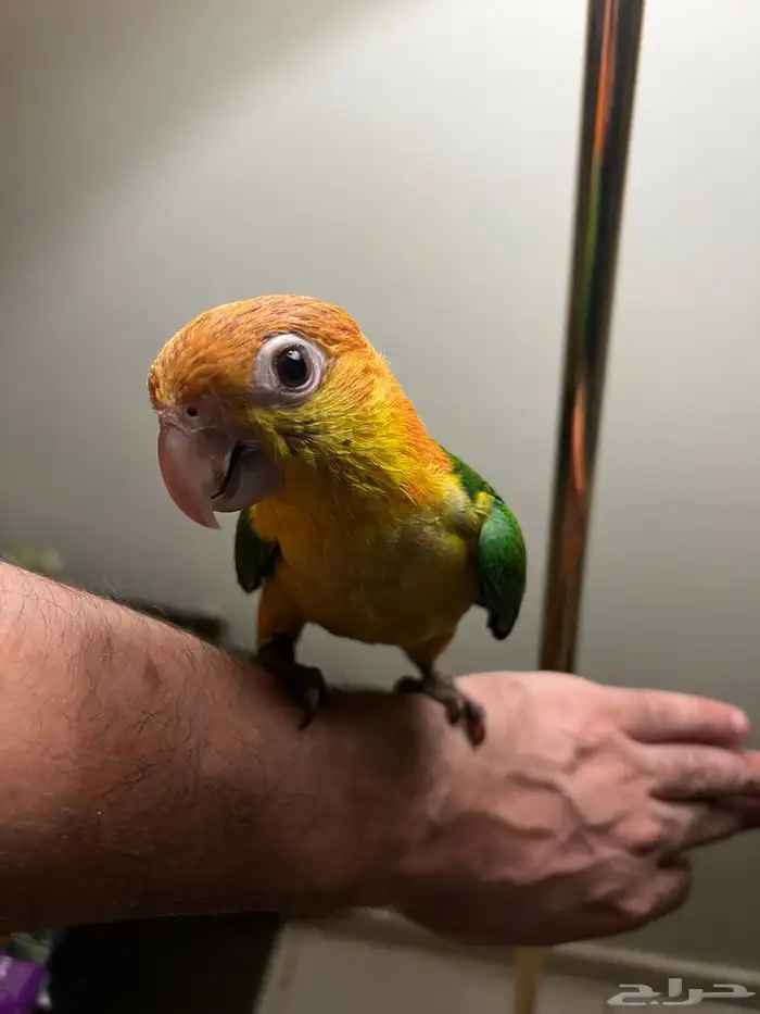 فرخ كايك وايت بيلي اليف ولعوووب جدا  ماشاءالله تبارك الرحمن 2