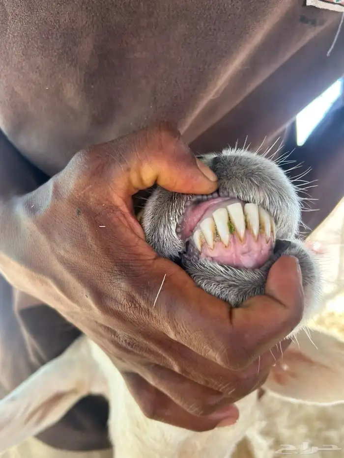 نعاج حيل وفحل مشروط 0