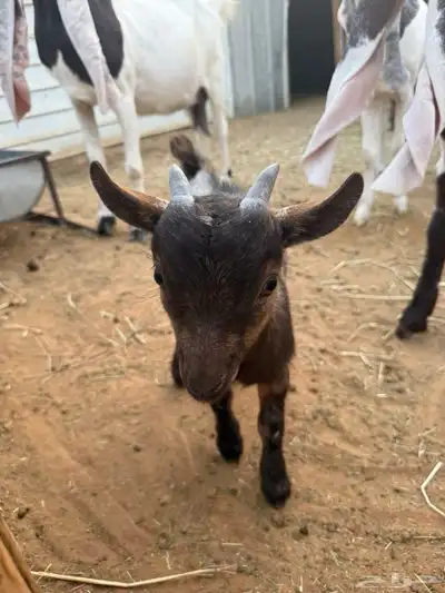 الماعز القزم تيس index