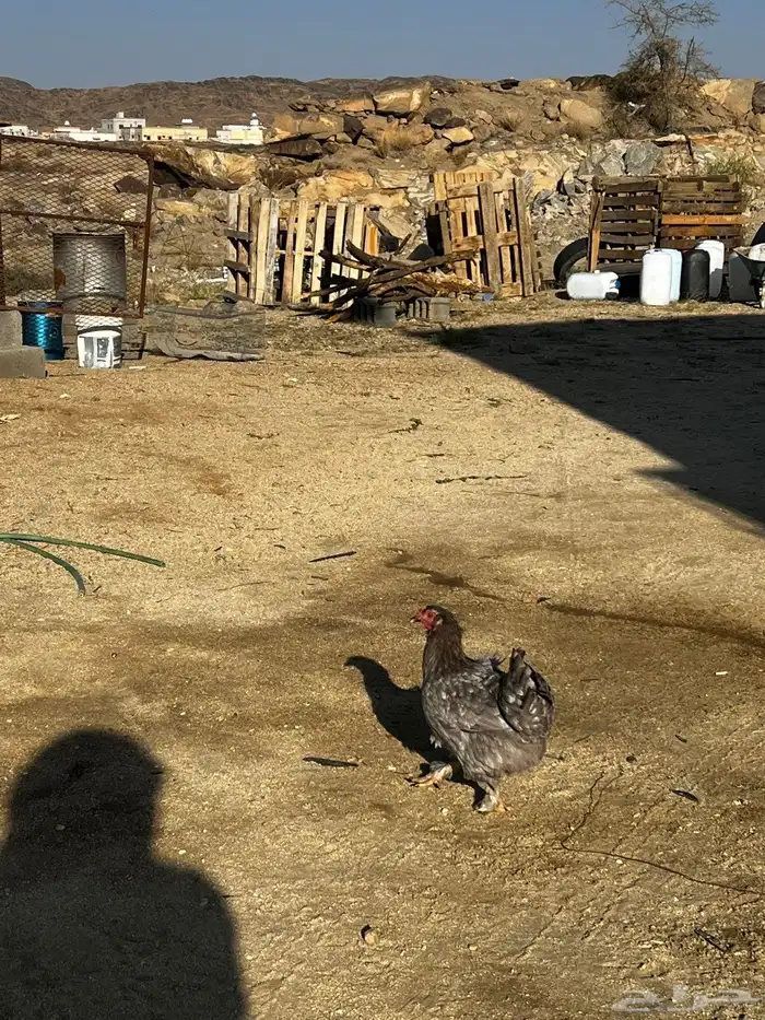 دجاج مرهما خالي من الامراض وا الفيروسات 2