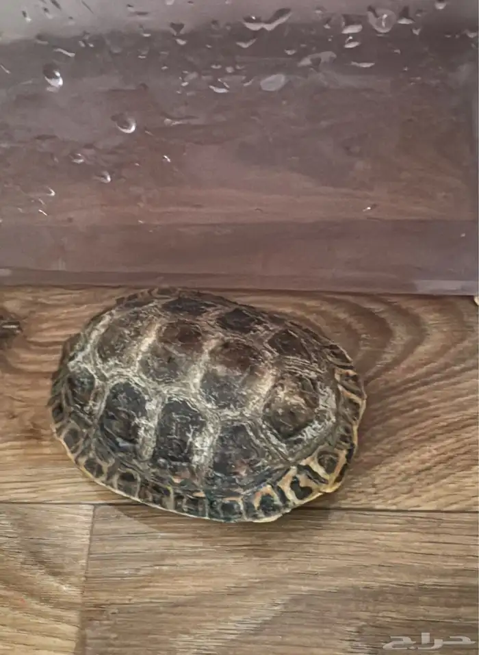 سلحفاه للبيع 0