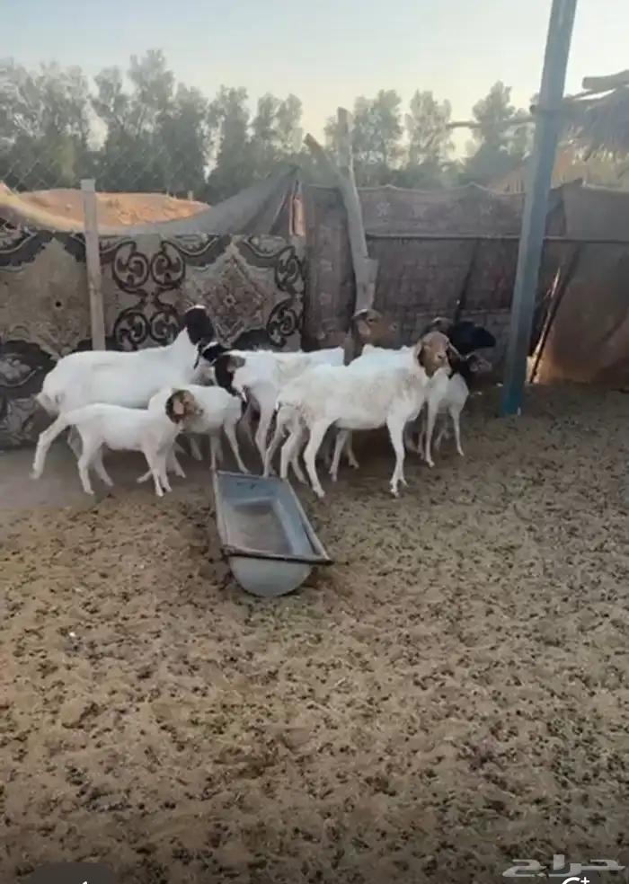 برابر متابيع للبيع 0