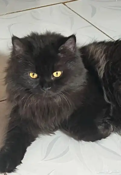 قط للتبني في مكه ولي العهد مكه index