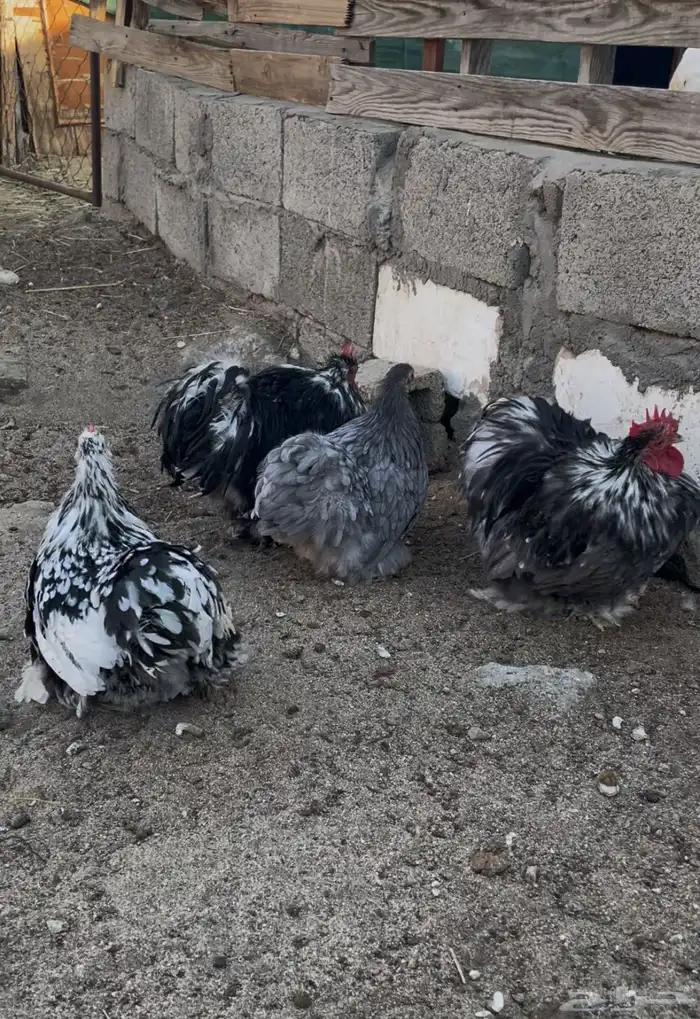 زوجين كوشن قزم فواخر 2