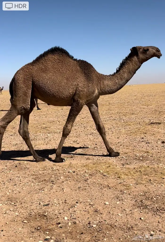 بيعر للبيع 1