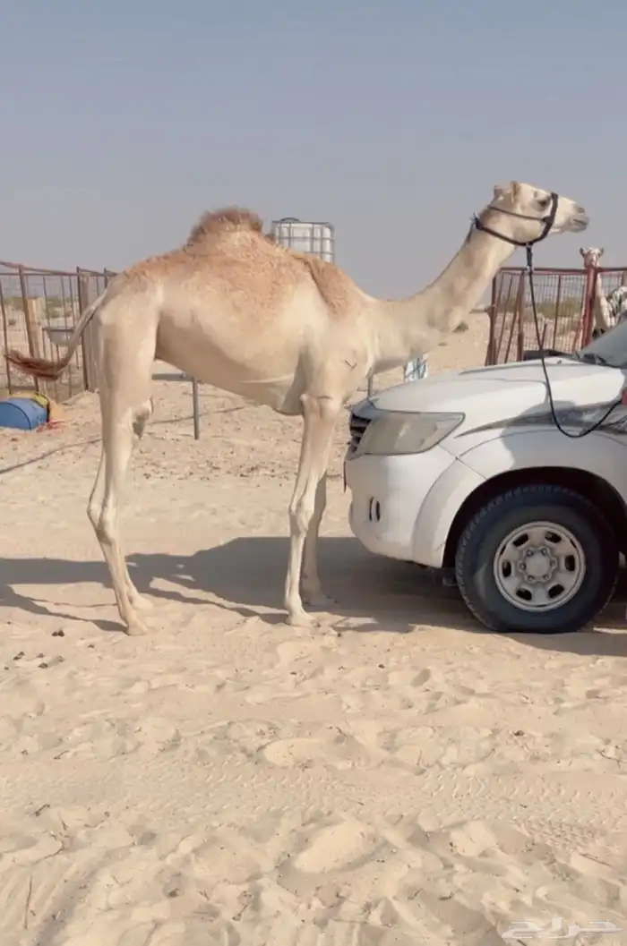 قعود حق طيب ( هجن ) 0