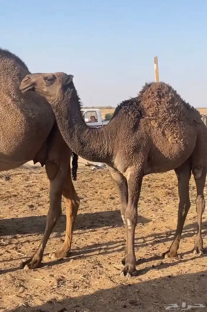 بيعر للبيع 3