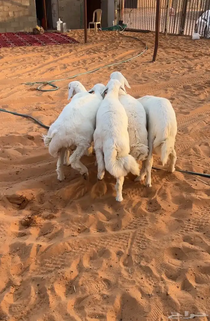 تم البيع طليان حريه فاخره 5 مقفله شحم 0