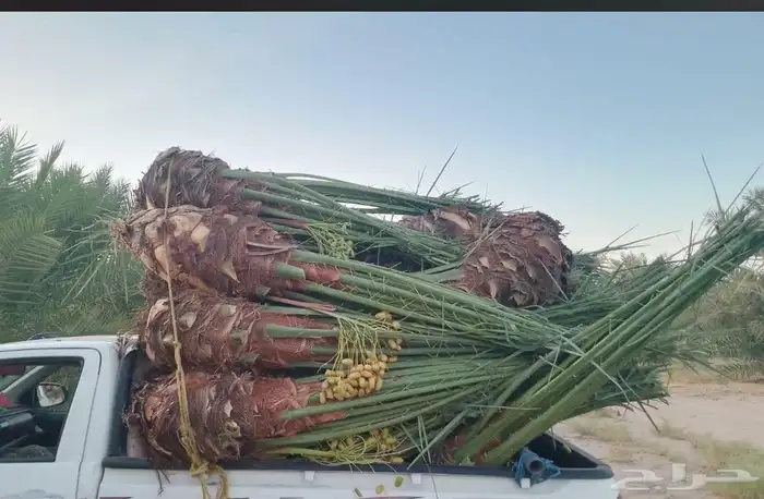 نخل للبيع القصيم 7