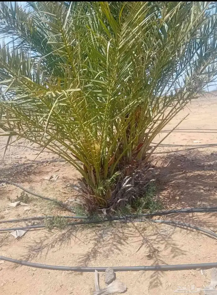 مزرعة للايجار في ساسكو 2