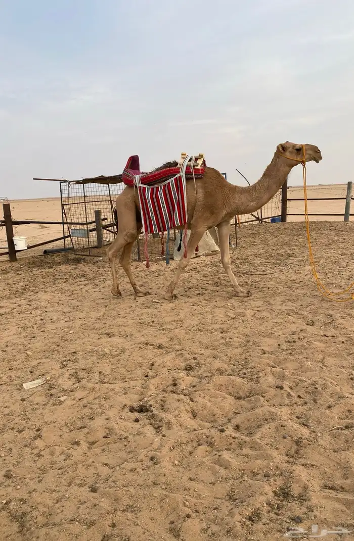 رحول للبيع 1