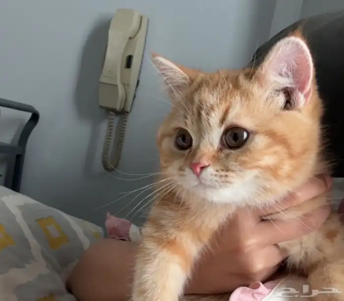 قطه للبيع 200 3