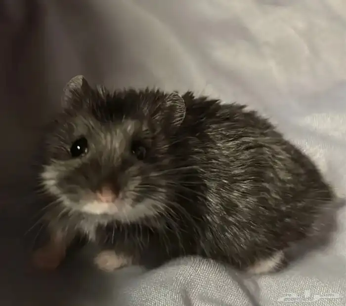 هامستر روسي 3