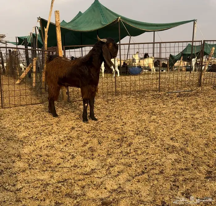 تيس جذع فحل قبرصي جرم 1