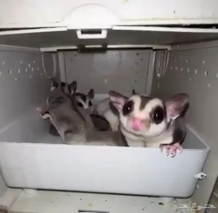 شوقر قلايدر 2