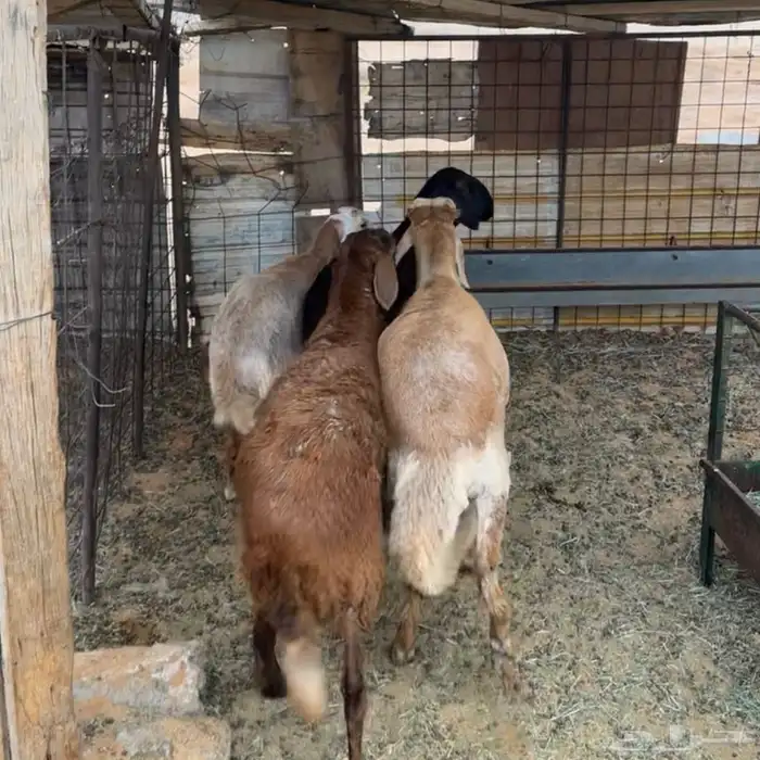 خرفان سواكن بلدي ( تم البيع ) 0