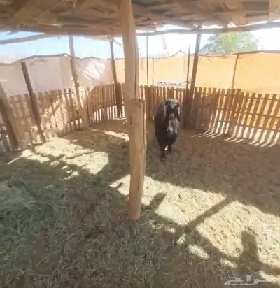 تيس حبشي خصم فحل index