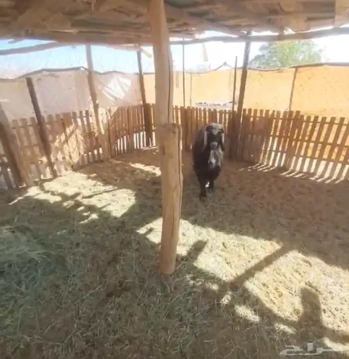 تيس حبشي خصم فحل 5