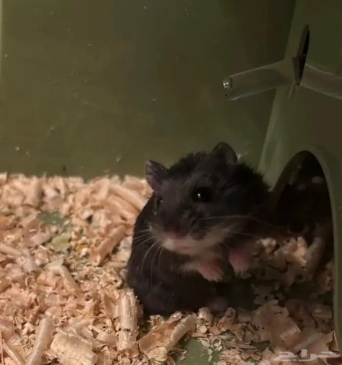 هامستر روسي 4