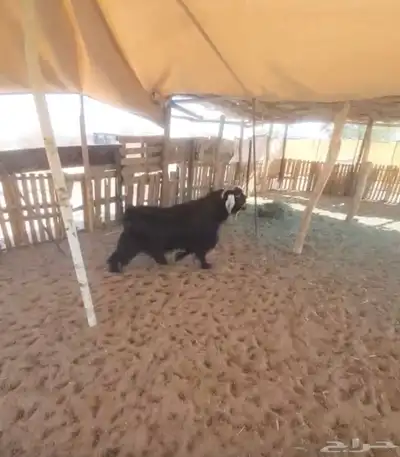 تيس حبشي خصم فحل index