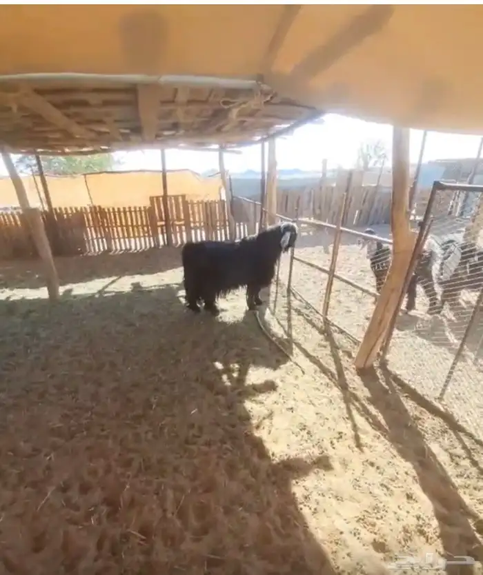 تيس حبشي خصم فحل 3