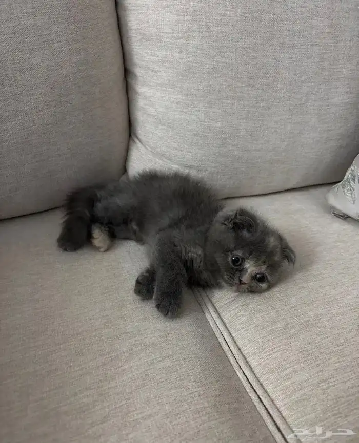 قط كيتن تبني 0