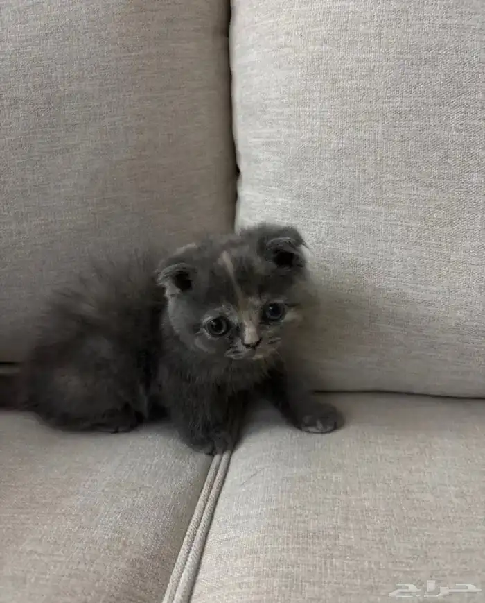 قط كيتن تبني 1