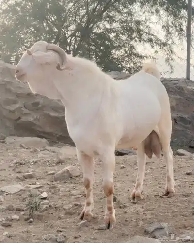 تيس بيشي ابرص معرف لاهل الصنف 0