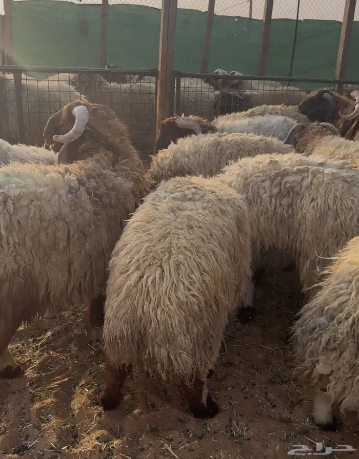 نعيمي جبر فاخر ظهر وطرف 0