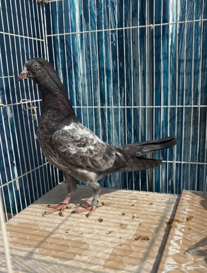 للبيع طبات تيدي فواخر قوية ووقفات كوبرا ( تم البيع ) 2