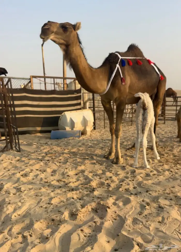 للبيع خلفه كفو ثنو او ثالث 0