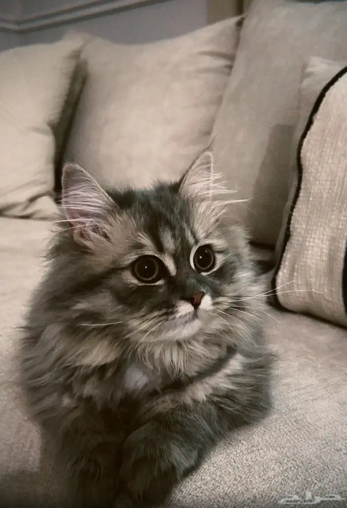 ابغى ذكر شيرازي للتزاوج 0