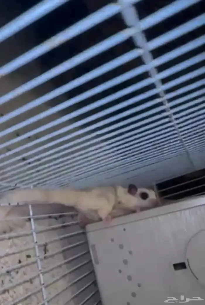 شوقر قلايدر 6