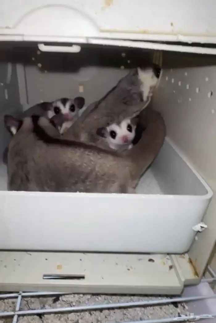 شوقر قلايدر 3