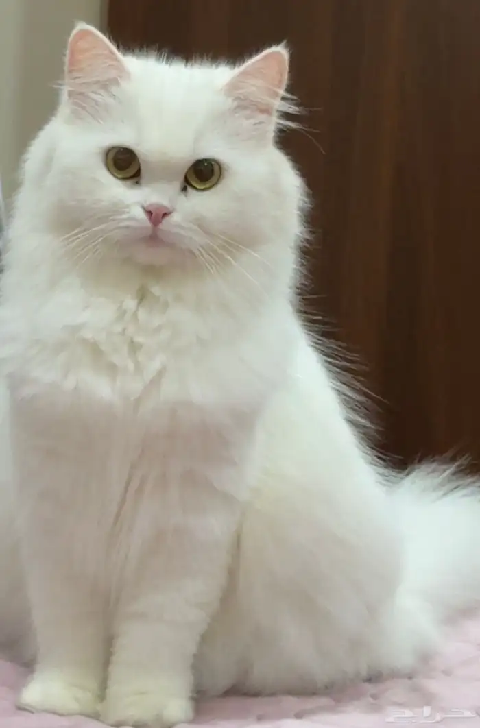 قطة العمر سنة 0