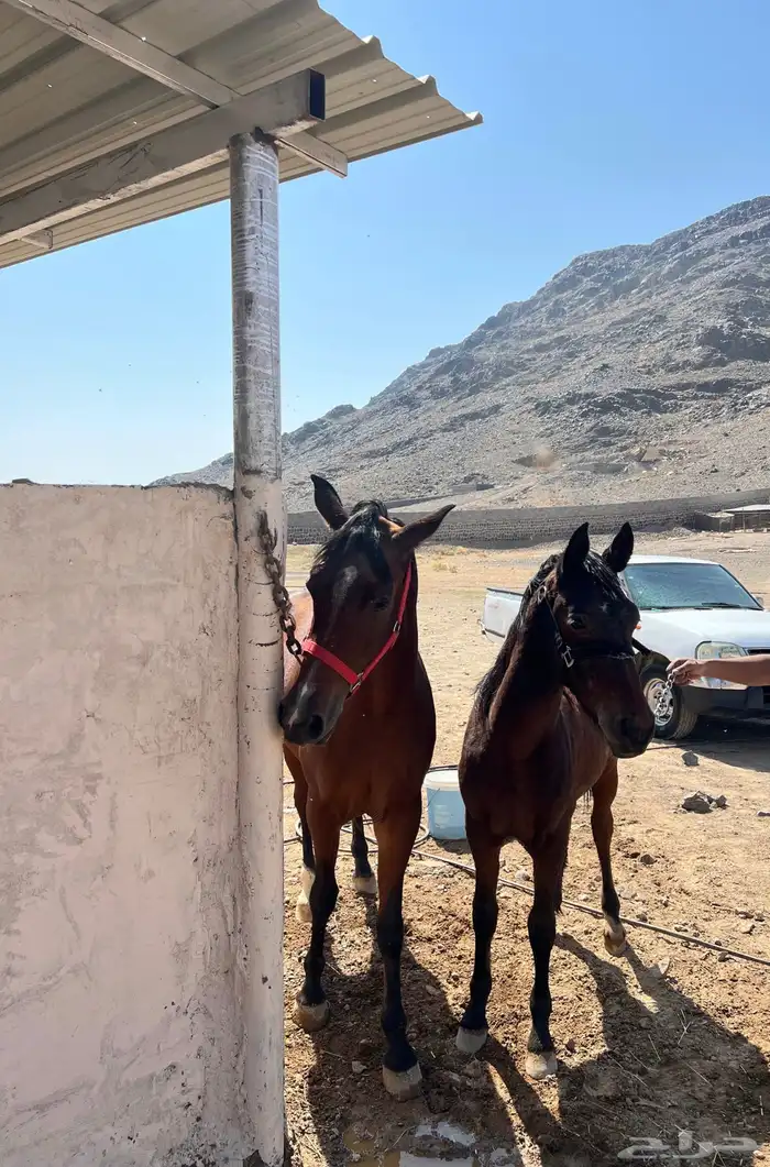 فرس شعبية   مهرتها 0