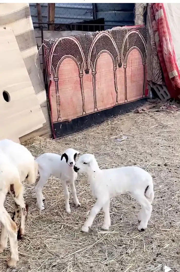 رفيد ثنايا مولده 1