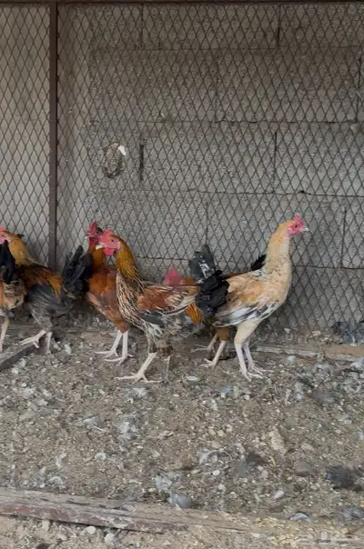 دياكة بلدي للبيع index