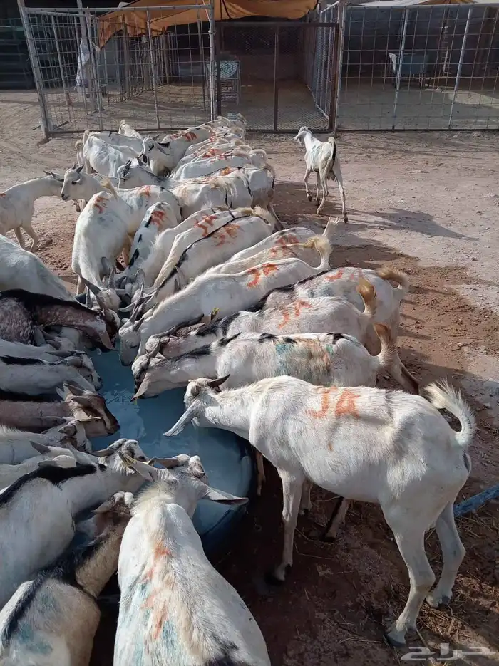 برابر وتيوس صوماليه شرط جذع وثني 1