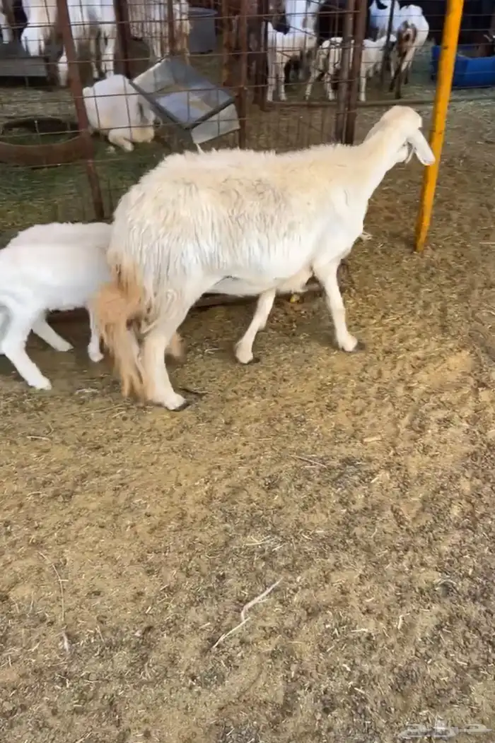 للبيع خلفه حريه تحته رخل و طلي 1