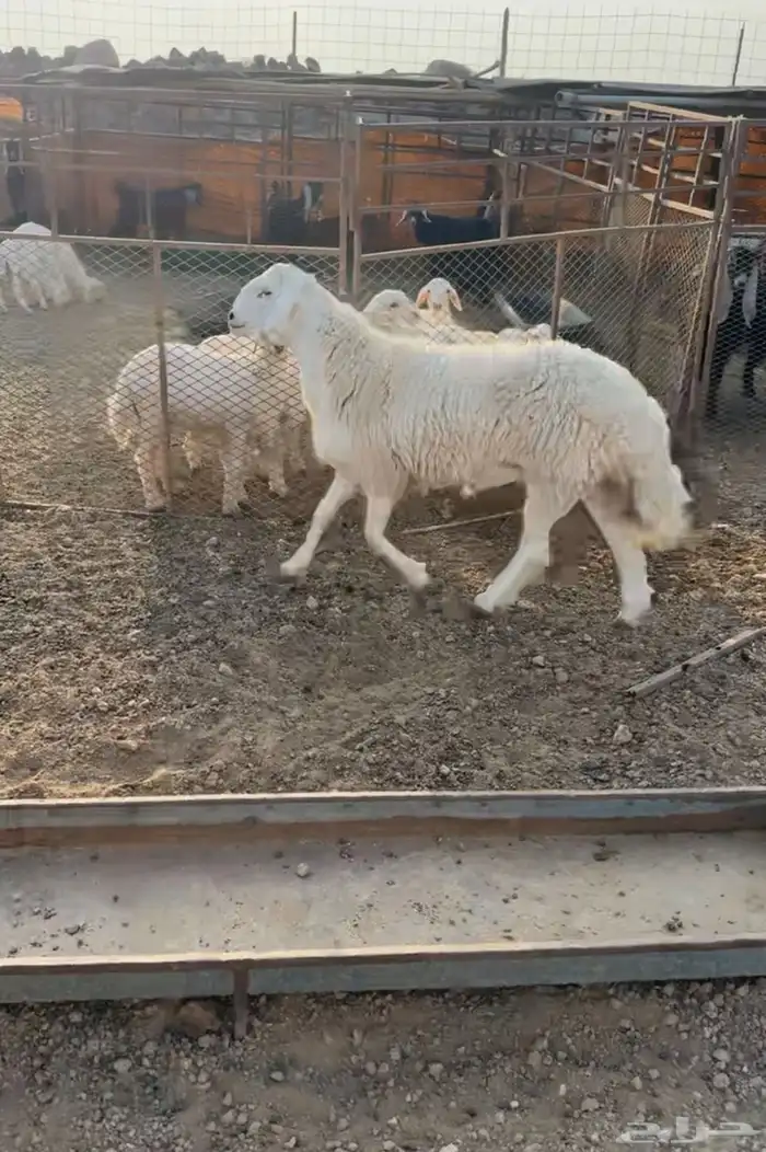 مشروع فحل صنف 0